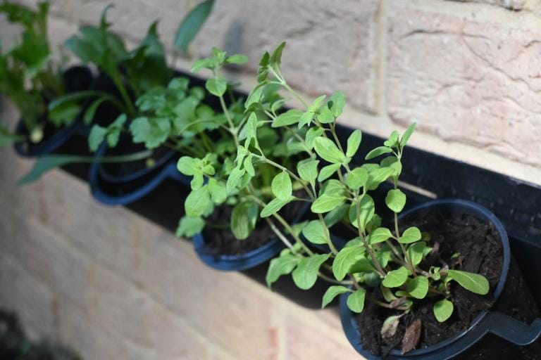 Hellenic Community Aged Care Launches Gardening Club for Residents